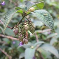 Strobilanthes lupulina Nees